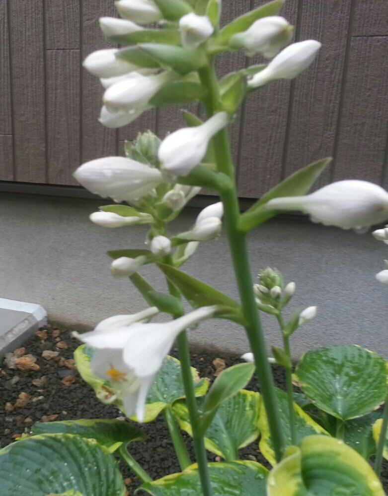 ギボウシの投稿画像 By Yousukeさん 背の高い花と鉢植えと葉っぱも美しいと白い花と北海道 18月7月3日 Greensnap グリーンスナップ