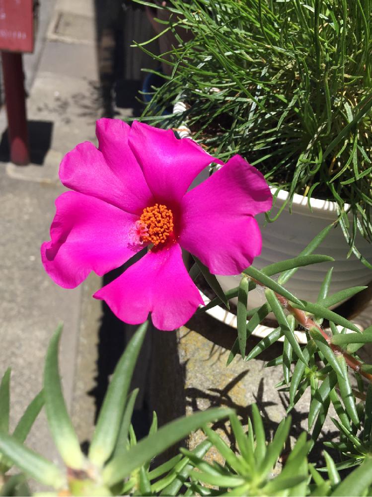 マツバボタンの投稿画像 By ちゃーみぃさん 花のある暮らしと近所に咲いてた花と猛暑日とマゼンタ色の花 18月7月3日 Greensnap グリーンスナップ