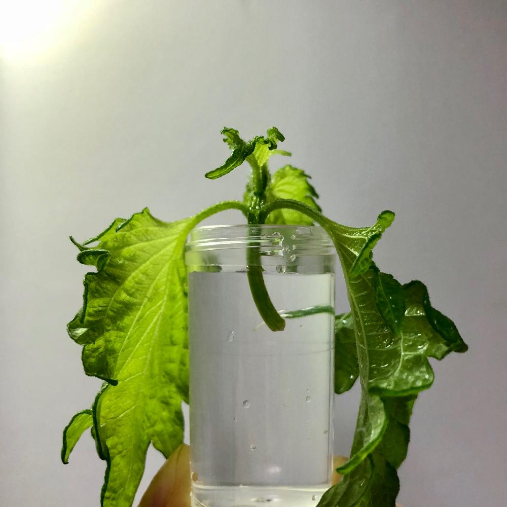 大葉の投稿画像 By いつさん 青ジソと水栽培と家庭菜園と水挿しと茎挿しと緑のある暮らしと水耕栽培と緑のある生活 18月7月4日 Greensnap グリーンスナップ