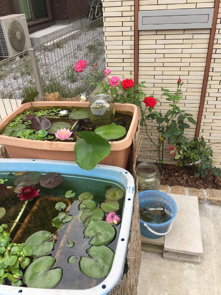 睡蓮の投稿画像 By 川春さん スイレンと薔薇とバラとwaterlilyと温帯睡蓮と梅雨明けと雨に輝くと きれいに咲いた コンテストと睡蓮とめだかと メダカの水鉢と浮き玉とビオトープと睡蓮鉢とメダカドーム 18月7月4日 Greensnap グリーンスナップ