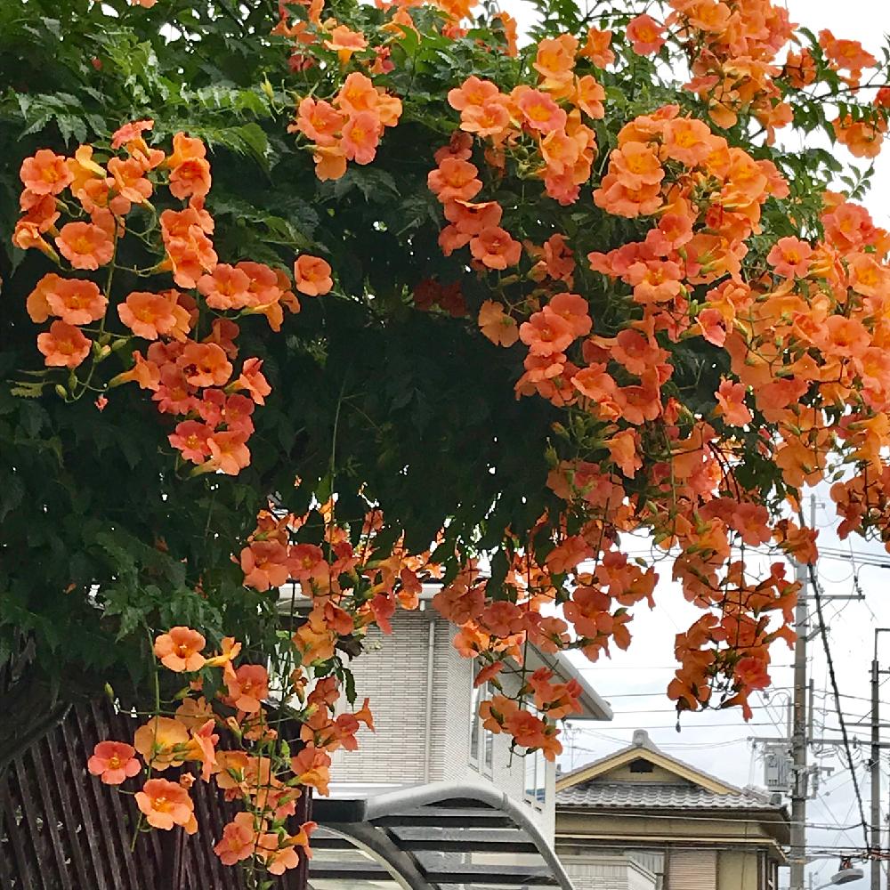 ノウゼンカズラ の投稿画像 By さとこさん つる性植物とオレンジ色のお花と花のある暮らしと満開です 18月7月4日 Greensnap グリーンスナップ