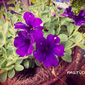 紫花の投稿画像一覧 Greensnap グリーンスナップ