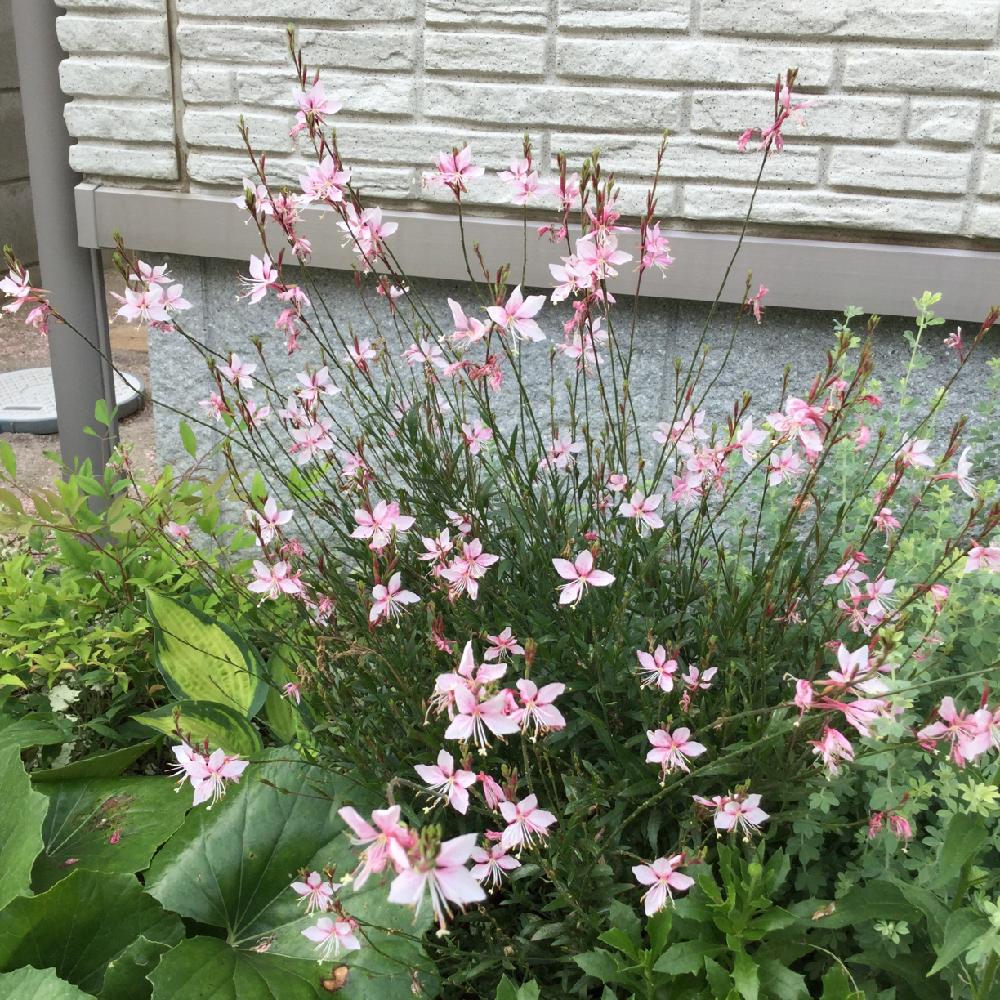 コンパクトガウラの投稿画像 By ゆうさん 18月7月4日 Greensnap グリーンスナップ Greensnap グリーンスナップ