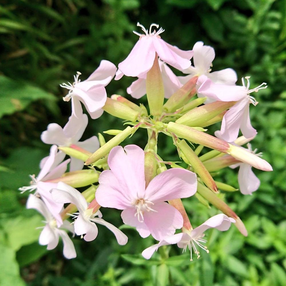 ソープワートの投稿画像 By ゆりんはなさん 小さな庭と花のある暮らしと花のある暮らし 18月7月4日 Greensnap グリーンスナップ Greensnap グリーンスナップ