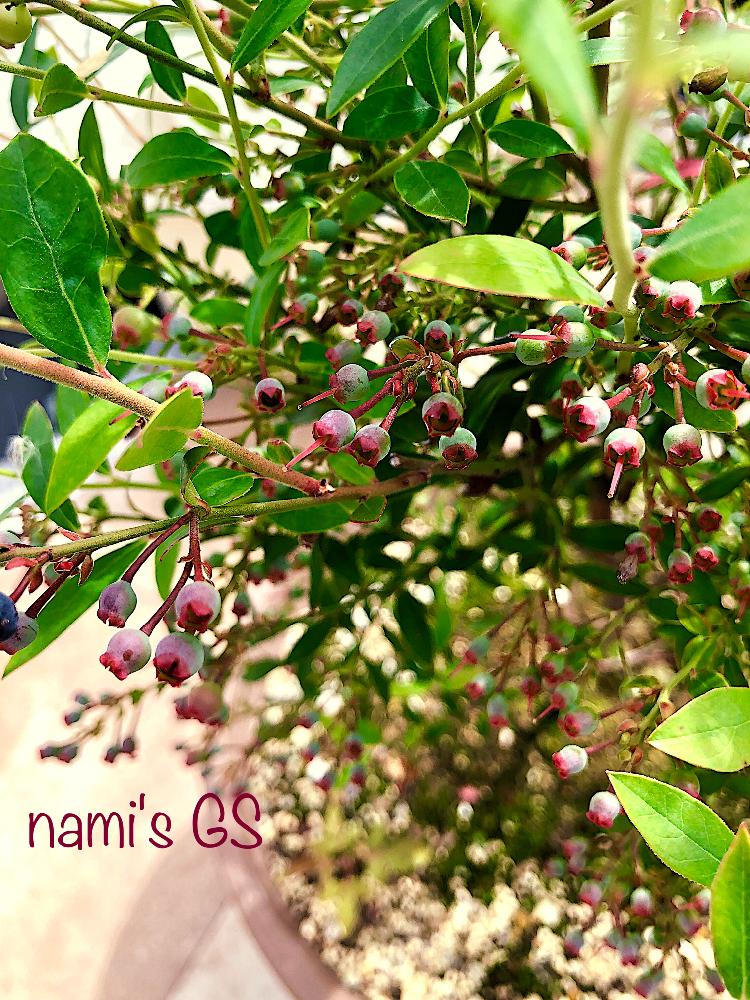 ビルベリーの投稿画像 By Namiさん 実ものとマイ コレクションと雨ざらし組と強くたくましくと放置栽培と収穫ガーデンと今日の一枚 18月7月4日 Greensnap グリーンスナップ
