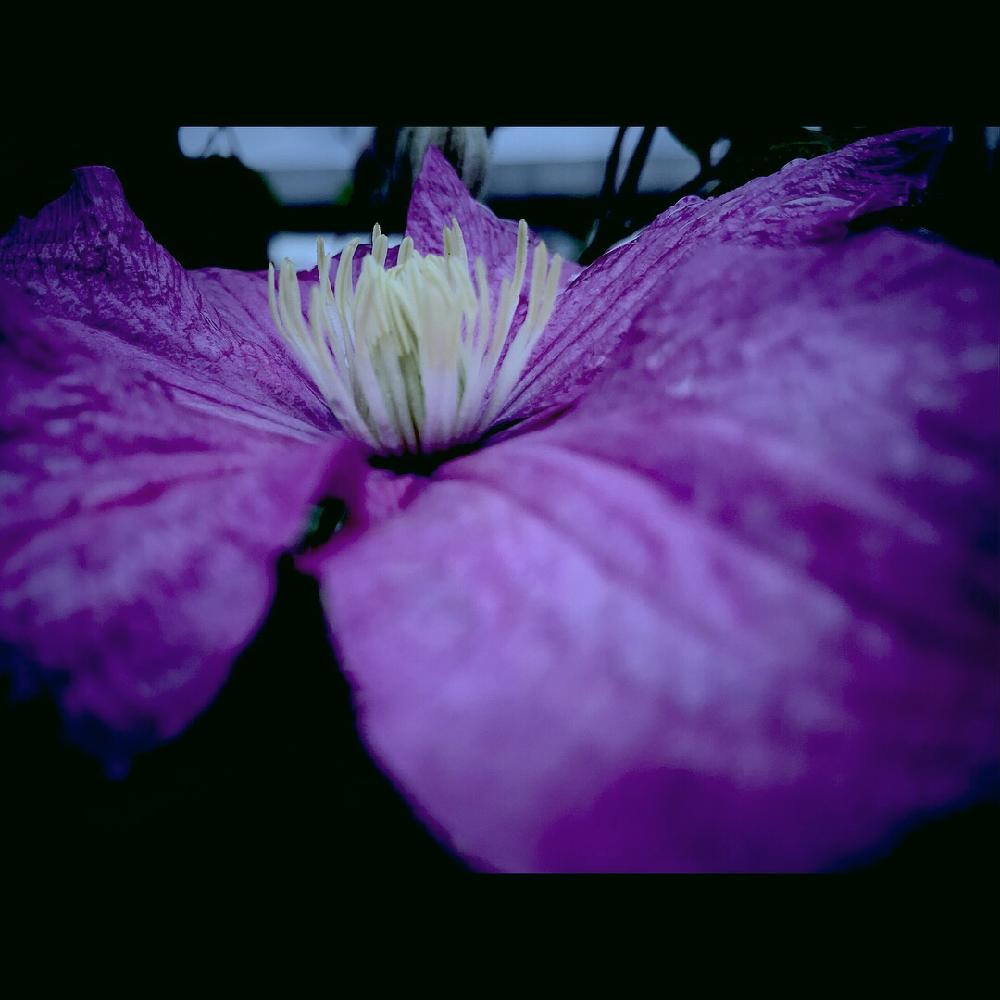 テッセンの投稿画像 By Masa Kさん Clematisとクレマチスと鉄線と旭川とgs初心者とgs映えと接写シリーズとマクロ撮影と北海道と紫の花とiphone撮影と北彩都ガーデン 18月7月4日 Greensnap グリーンスナップ