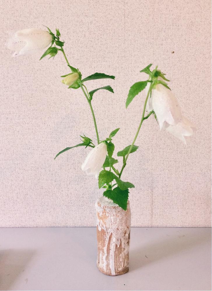 白花ホタルブクロの投稿画像 By ツバキさん ホタルブクロと白花ホタルブクロと一輪挿しと庭に咲く花と手作り花瓶ときょうのはなと我流と花のある暮らし 18月7月5日 Greensnap グリーンスナップ