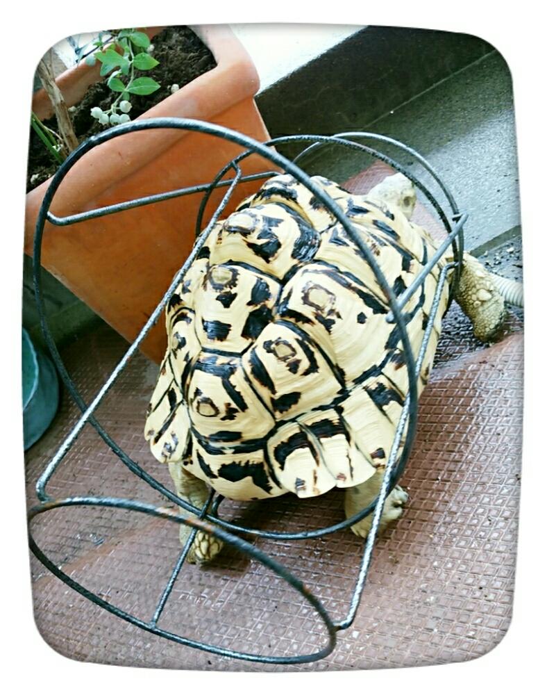 グリーンと亀さんの投稿画像 By かめサボってんさん バルコニー ベランダと我が家の生き物とグリーンと亀さんと我が家の生き物 18月7月5日 Greensnap グリーンスナップ Greensnap グリーンスナップ グリーンと亀さんの投稿画像 By かめサボってんさん バルコニー ベランダと我が家の生き物とグリーンと亀さんと我が家の生き物 18月7月5日 Greensnap グリーンスナップ Greensnap グリーンスナップ