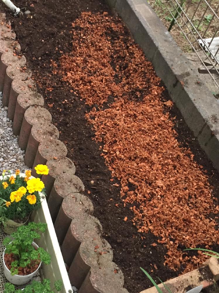 ベラボンの投稿画像 By Goosさん 土づくりと家庭菜園奮闘日記 18月7月5日 Greensnap グリーンスナップ