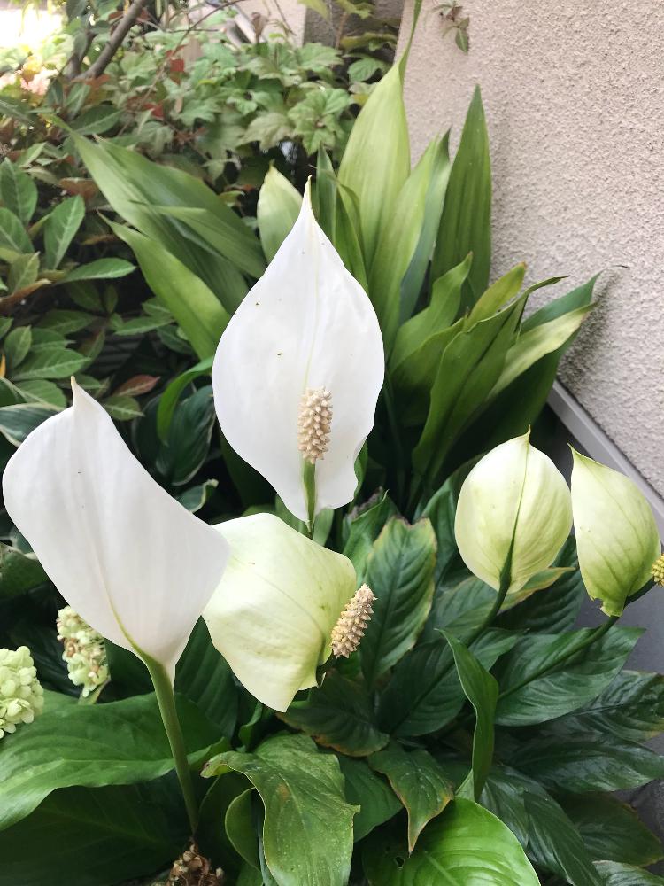 スパティフィラムの投稿画像 By Hiro 151e さん ハランとヘンリーヅタと白い花と観葉植物と花のある暮らし 18月7月5日 Greensnap グリーンスナップ