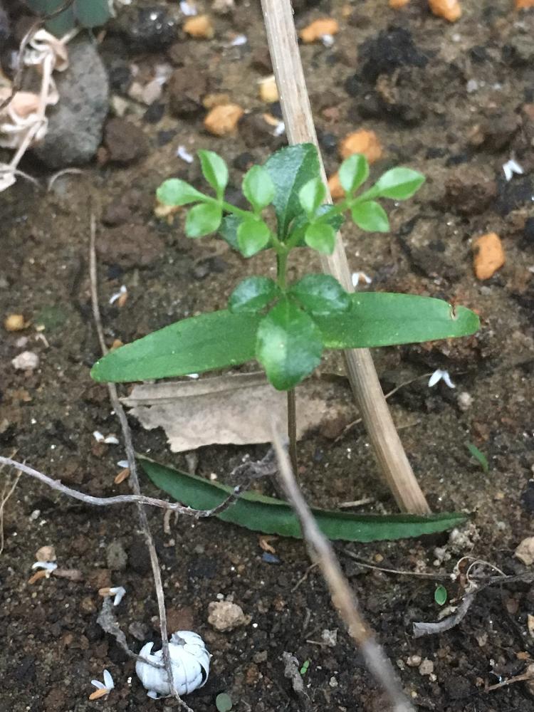 シマトネリコの投稿画像 By ここんさん 花のある暮らしとガーデニング初心者と種からとこぼれ種 18月7月5日 Greensnap グリーンスナップ