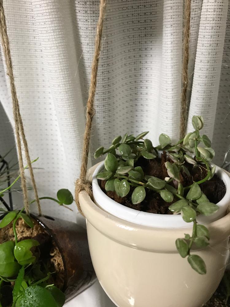 ディスキディア属の投稿画像 By めぐきゅ んさん 埼玉県さいたま市と垂れ下がり系と観葉植物 18月7月5日 Greensnap グリーンスナップ