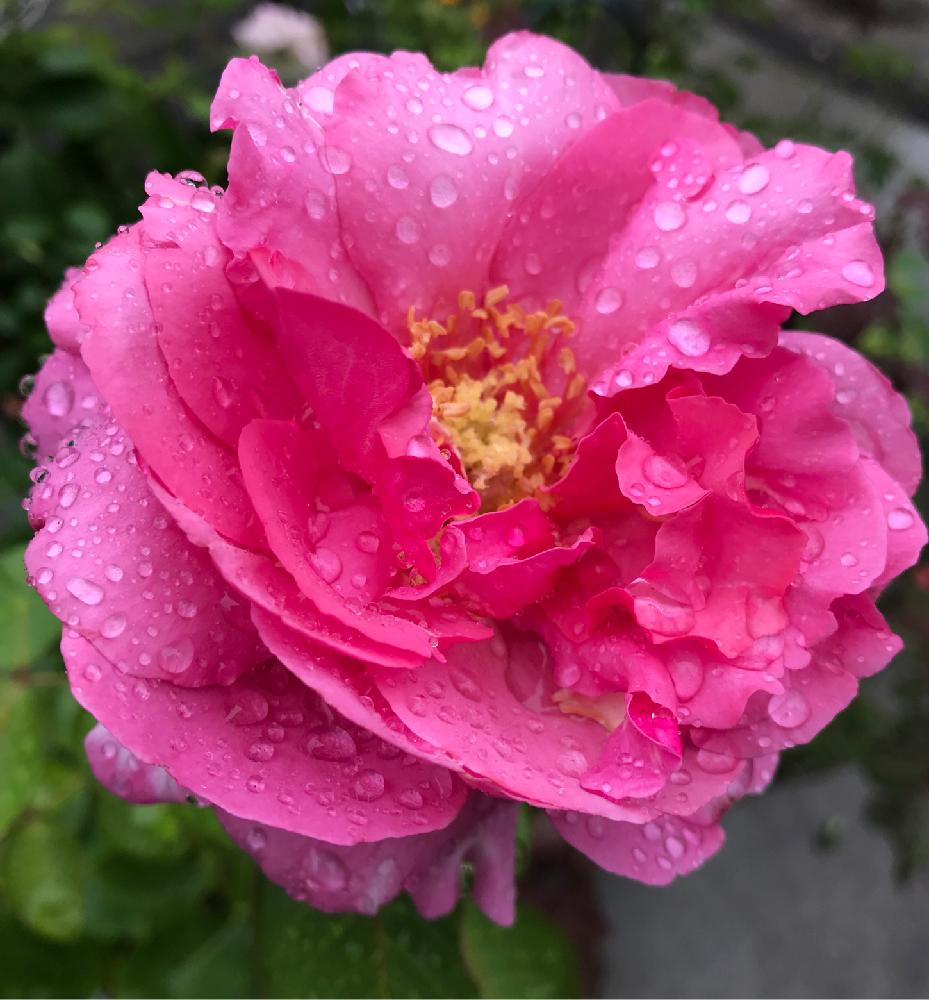 イブピアッチェの投稿画像 By ひろちゃんさん 薔薇とバラとピンク ピンクと可愛いピンク色 とばら バラ 薔薇といい香り 18月7月6日 Greensnap グリーンスナップ