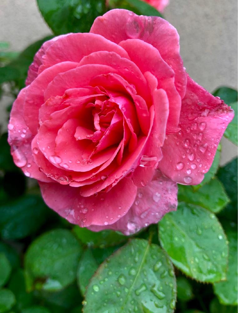 バラ アライブの投稿画像 By トニーニョさん 雨に輝くとばら バラ 薔薇と薔薇に魅せられてと花のある暮らしと薔薇 とバラ ミニバラとロザリアンとバルコニスト 18月7月6日 Greensnap グリーンスナップ