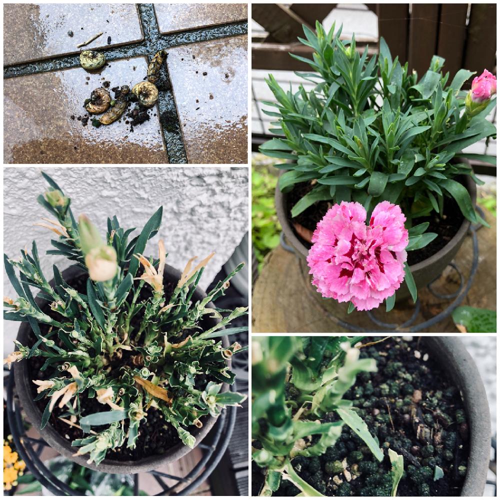 ミニカーネーションの投稿画像 By 花ママ さん ヨトウムシ5匹とヨトウムシの糞と花ママ図鑑と花ママ図鑑 18月7月6日 Greensnap グリーンスナップ Greensnap グリーンスナップ