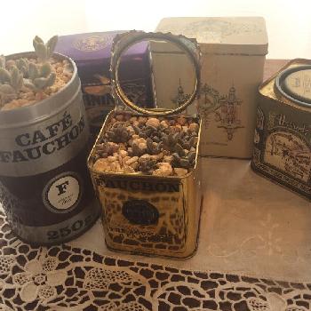 コーヒー缶の画像 by ちゃーさん | 部屋と多肉植物と紅茶缶とコーヒー缶と多肉女子とブロンズ姫