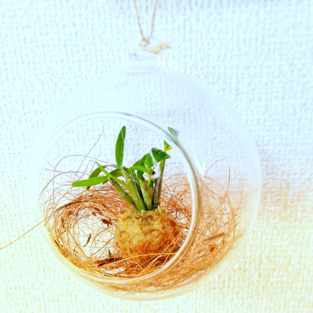 セッコクの投稿画像 By 山野草女子さん 苔玉仕立てと多肉植物と手作りプラントハンガーと観葉植物とハンキングと きれいに咲いた コンテストとセッコク 長生蘭と 私に花を 暮らしに華を コンテストと日本の伝統とgs映えとgs日和とプラントハンガーとタニラーと