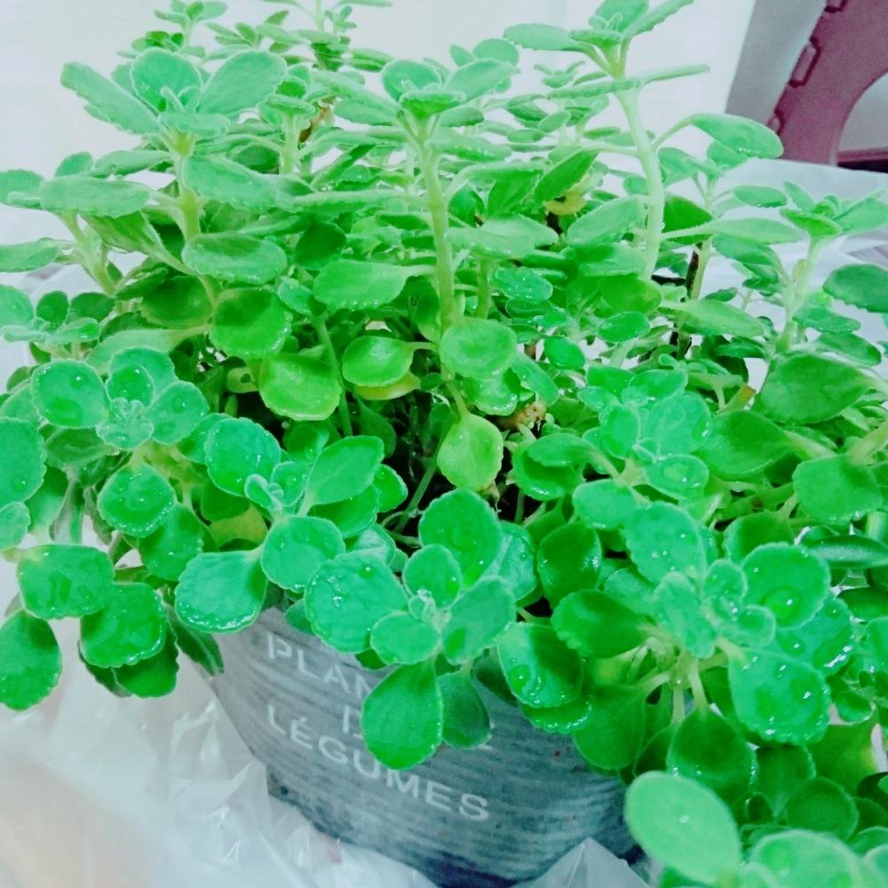 アロマティカスの投稿画像 By すぬーさん マイ コレクションと成長期 とモリモリ とたまらんー とティカス中毒 と断葉式 と癒し と今日の一枚と癒しの香り と親心 笑 とかわいいな とワッショイ 18月7月6日 Greensnap グリーンスナップ