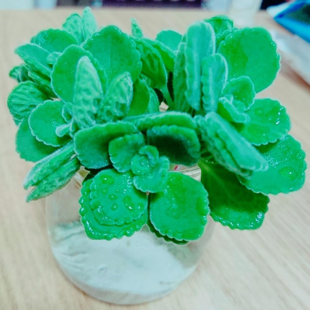 アロマティカスの投稿画像 By すぬーさん マイ コレクションと成長期 とモリモリ とたまらんー とティカス中毒 とうまくいきますように と断葉式 と癒し と瓶の活用と癒しの香り とかわいいな と楽しみ とワッショイ 18月7月6日 Greensnap グリーン