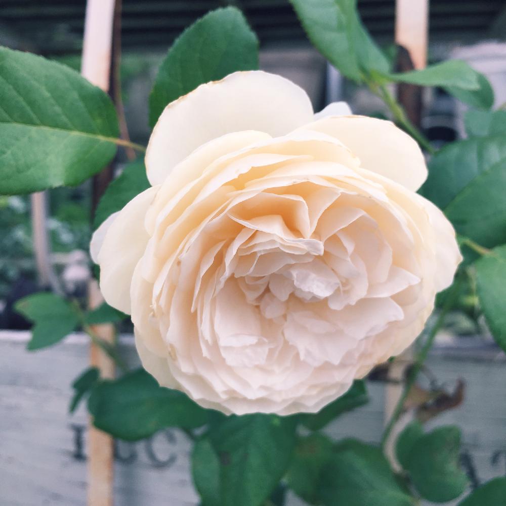 薔薇 erローズマリーの投稿画像 By White Garden Megumiさん 薔薇と きれいに咲いた コンテストと薔薇に魅せられてとホワイトガーデンとナチュラルスタイルと花のある暮らしとナチュラルフレンチ 18月7月7日 Greensnap グリーンスナップ 薔薇 erローズマリーの投稿画像 By White Garden Megumiさん 薔薇と きれいに咲いた コンテストと薔薇に魅せられてとホワイトガーデンとナチュラルスタイルと花のある暮らしとナチュラルフレンチ 18月7月7日 Greensnap グリーンスナップ
