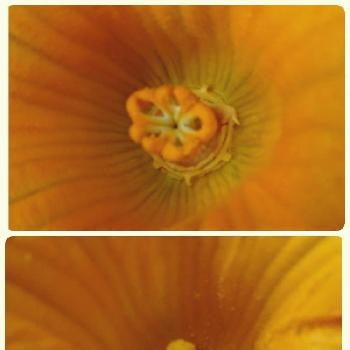カボチャの雄花の投稿画像一覧 Greensnap グリーンスナップ