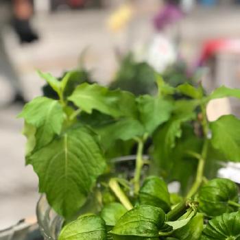 チャイニーズランタンの投稿画像一覧 Greensnap グリーンスナップ チャイニーズランタンの投稿画像一覧 Greensnap グリーンスナップ