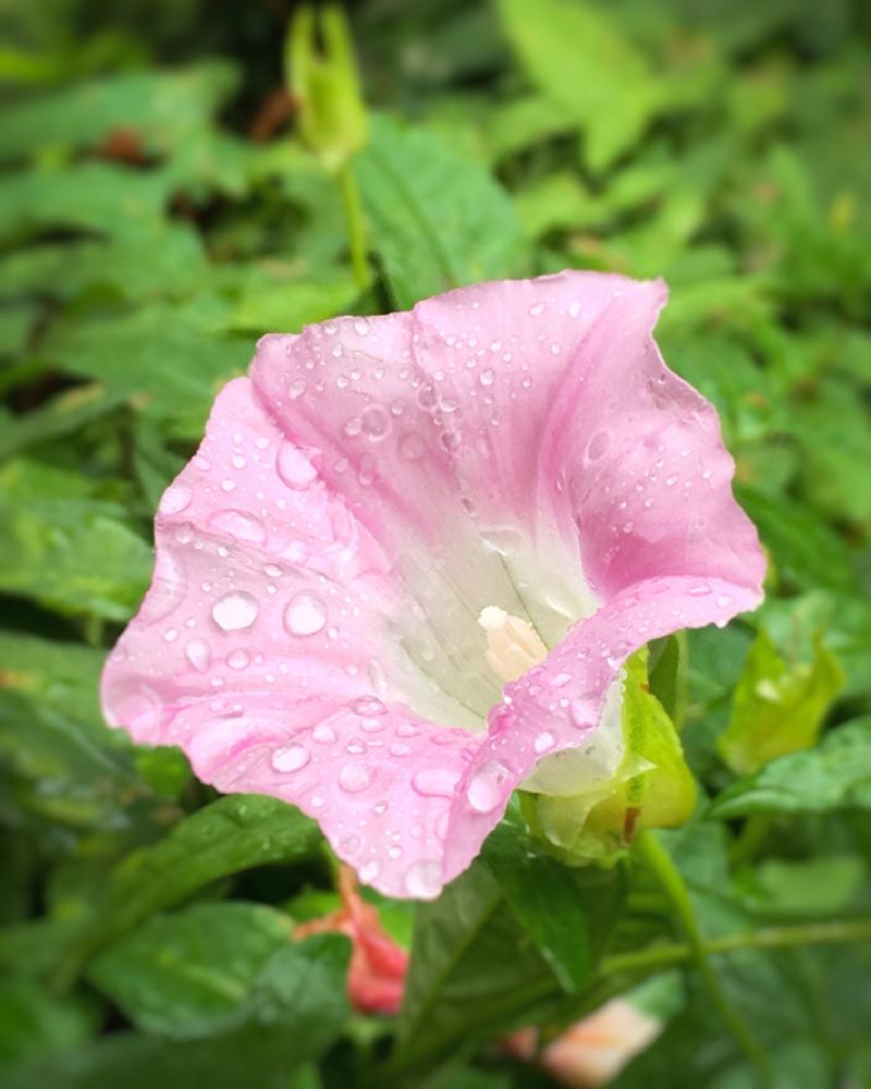 お出かけ先の画像 by fukunekomaruさん | お出かけ先とヒルガオと雨降花と雨降朝顔と葵葛と旋花と貌花と鼓子花と雨に輝くとピンクの花とピンク色の花と昼顔とiPhone撮影と❤️いいね、ありがとうとピンク！ピンク！ピンク！とピンク❤︎ピンクとピンクのお花と見てくれてありがとう♡