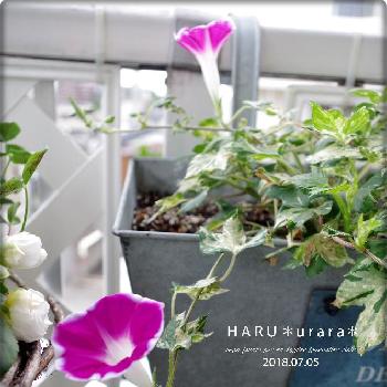 観葉あさがお 夏だよりの投稿画像一覧 Greensnap グリーンスナップ