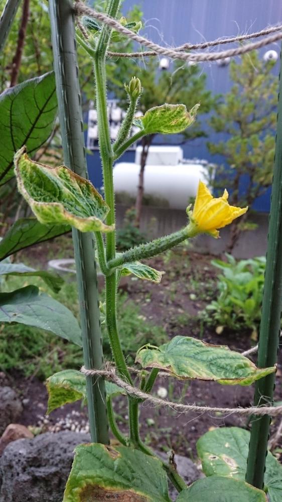 キュウリの投稿画像 By さやさやさん 独学とダイソー種と袋栽培と水はけ悪いと北海道と新しい趣味と簡単 18月7月7日 Greensnap グリーンスナップ