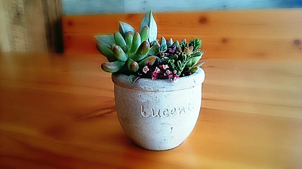 すべての美しい花の画像 上セリア 多肉 植物 鉢 すべての美しい花の画像 上セリア 多肉 植物 鉢