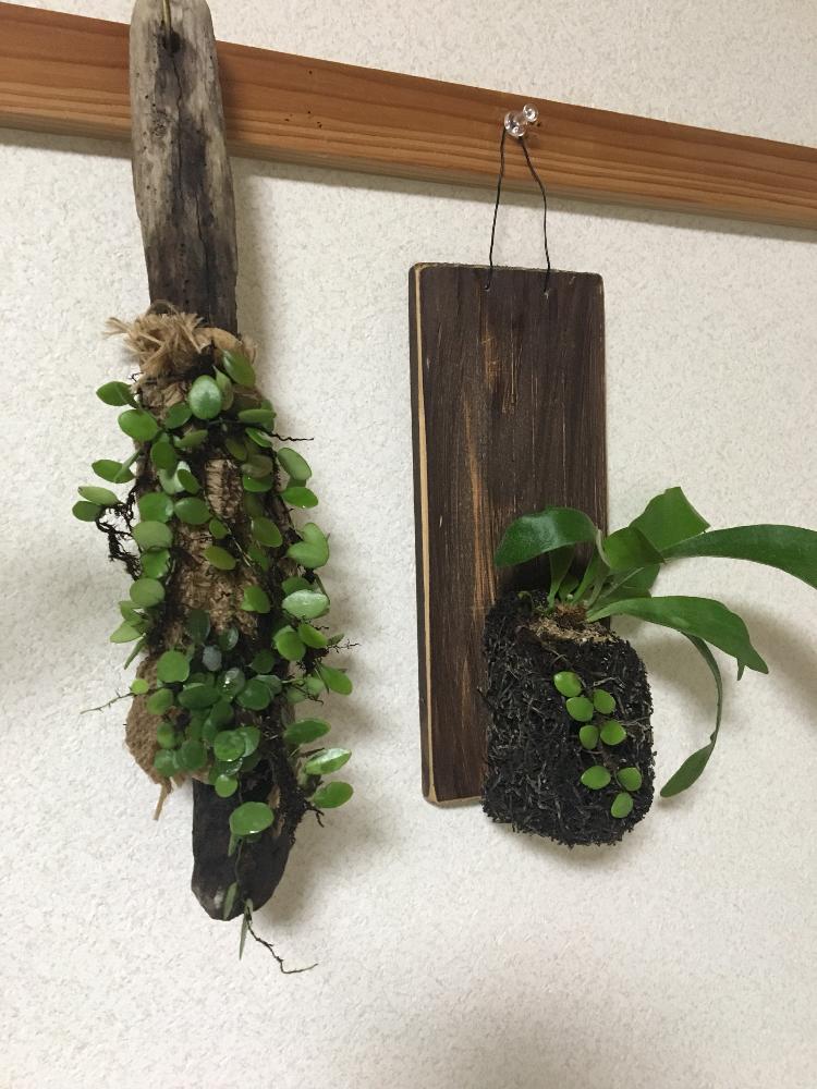 マメヅタの投稿画像 By Jokerさん コウモリランとビカクシダと部屋と着生植物と コウモリラン とジャンクガーデン と ビカクシダとウラボシ科と緑のある暮らしと板付けとコウモリラン初心者と格安と珍奇植物とジャンクガーデンとビカクシダ属とビカクシダ普及委員会と