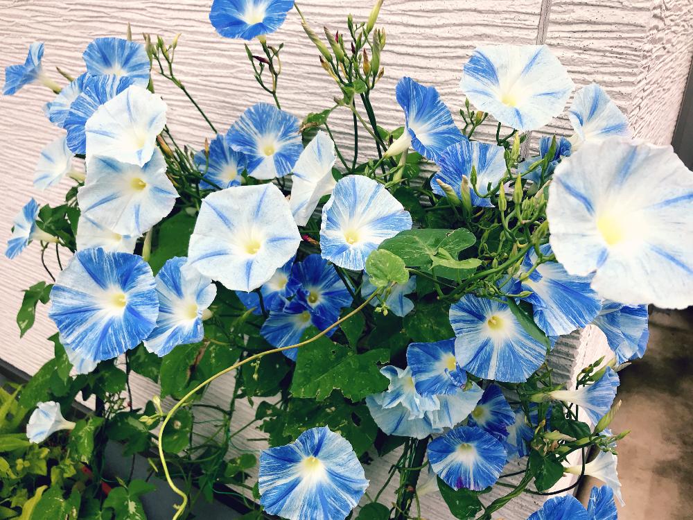 の画像 by にこさん | フライングソーサーと『きれいに咲いた！』コンテストとキレイに育てたいと青い花と西洋アサガオ☆彡.。とアサガオ♡