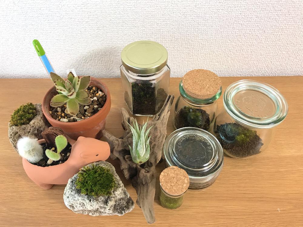 多肉植物の投稿画像 By ハルさん 苔 コケ と苔テラリウムとエアープランツ チランジア 18月7月7日 Greensnap グリーンスナップ 多肉植物の投稿画像 By ハルさん 苔 コケ と苔テラリウムとエアープランツ チランジア 18月7月7日 Greensnap グリーンスナップ