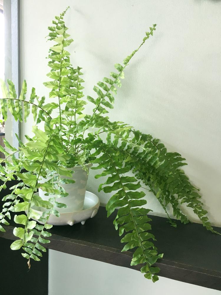 シダの投稿画像 by sae sakuさん シダ タイガーと雨に輝く 2018月7月7日 greensnap グリーンスナップ