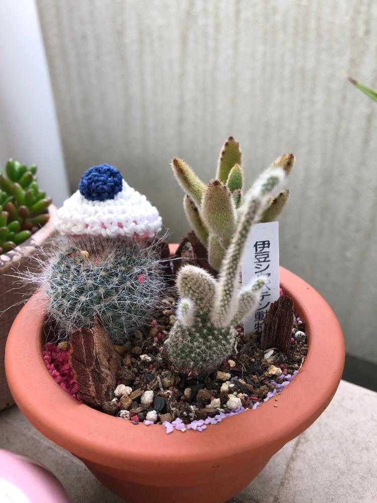 成長記録 Greensnap グリーンスナップ