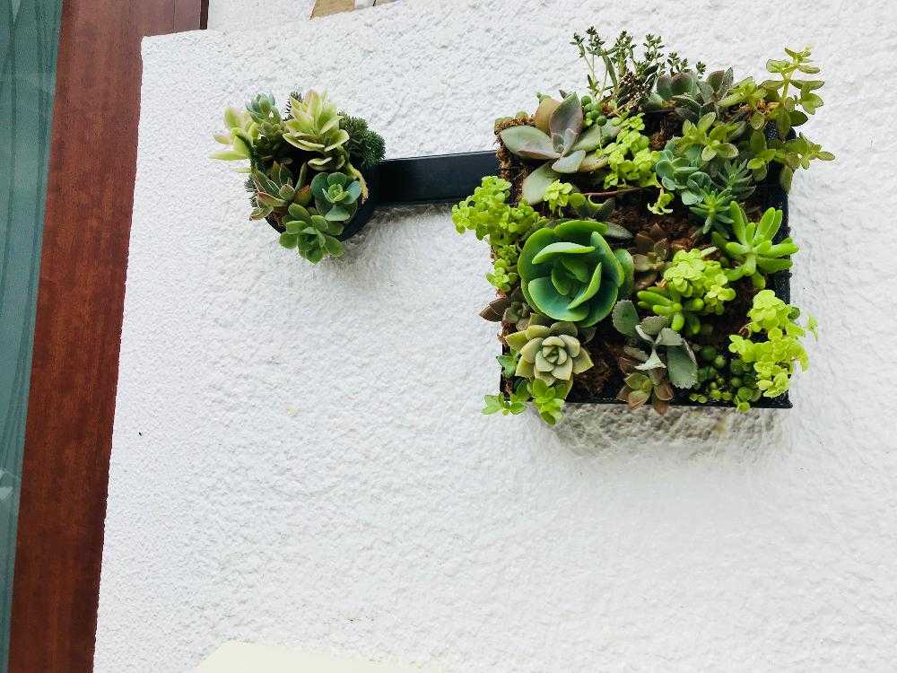 おしゃれに飾ろう アンティーク風の鳥かごを使った寄せ植えの作り方 Lovegreen ラブグリーン 床吊り鳥かご装飾レトロガーデニング多肉植物園芸マイクロランドスケープ手作り Vladatk Gov Ba