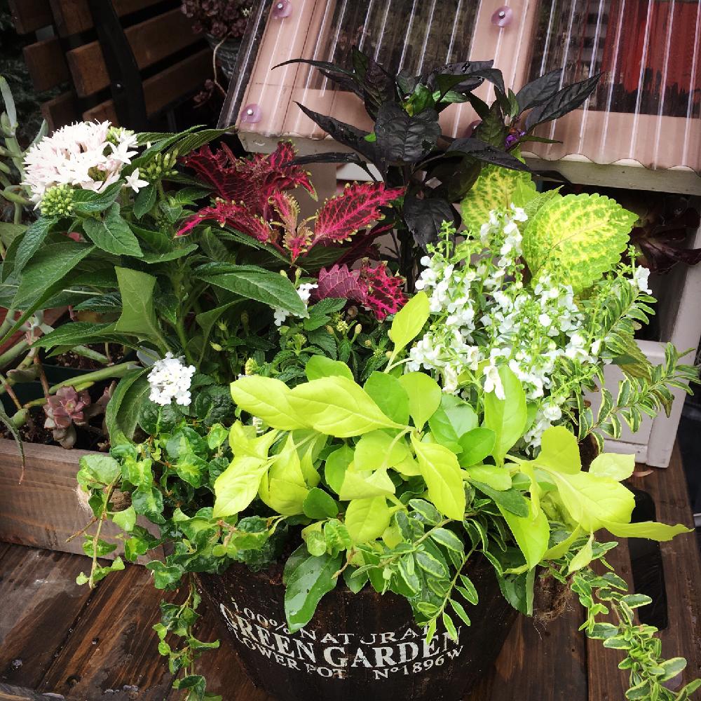 よせ植えの投稿画像 By Kenko1126さん ペンタス とロニセラレモンビューティーとアンゲロニア と ランタナとフィカスプミラ と 私に花を 暮らしに華を コンテストとコリウス と夏の寄せ植えととうがらし ブラックパール 18月7月7日 Greensnap グリーン