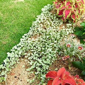 花壇の縁の投稿画像一覧 Greensnap グリーンスナップ 花壇の縁の投稿画像一覧 Greensnap グリーンスナップ