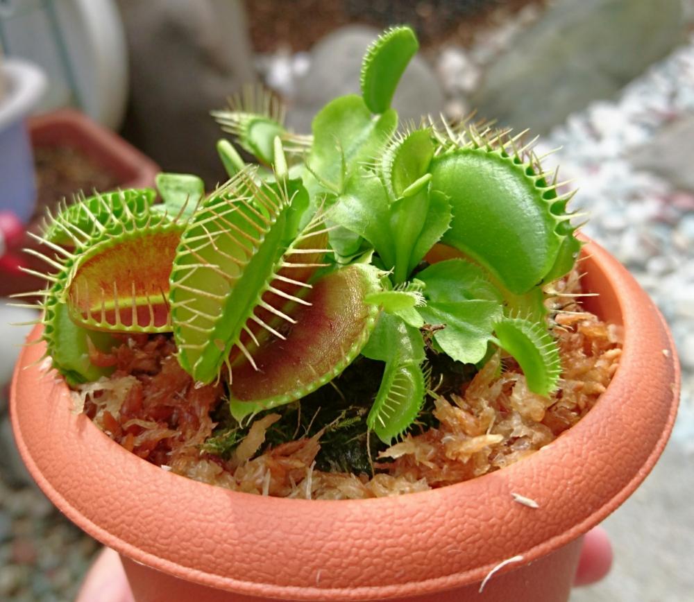ハエトリソウの投稿画像 By しらちゃんさん 食虫植物のある暮らしと食虫植物 ハエトリソウと食虫植物と食虫植物 ハエトリグサと 食虫植物18 コンテスト 18月7月7日 Greensnap グリーンスナップ ハエトリソウの投稿画像 By しらちゃんさん 食虫植物のある暮らしと食虫植物 ハエトリソウと食虫植物と食虫植物 ハエトリグサと 食虫植物18 コンテスト 18月7月7日 Greensnap グリーンスナップ