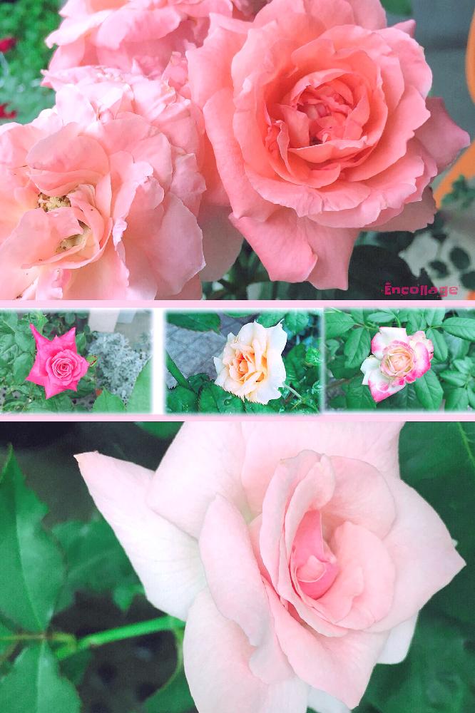 ピンクパンサー 薔薇の投稿画像 By つーさん ネコ好きとバラ ブライダルピンクとジュビレデュプリンスドゥモナコとバラ プリンセスチチブ と絆 キズナ と花のある暮らし 18月7月7日 Greensnap グリーンスナップ