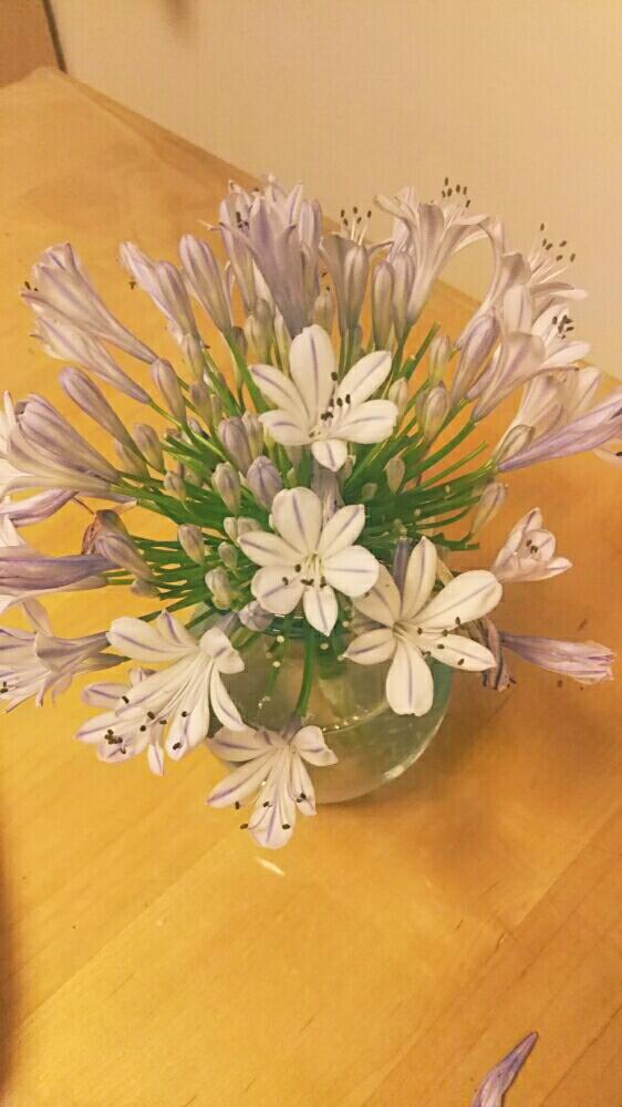 今日の一枚の投稿画像 By ちーちゃさん 18月7月7日 Greensnap グリーンスナップ