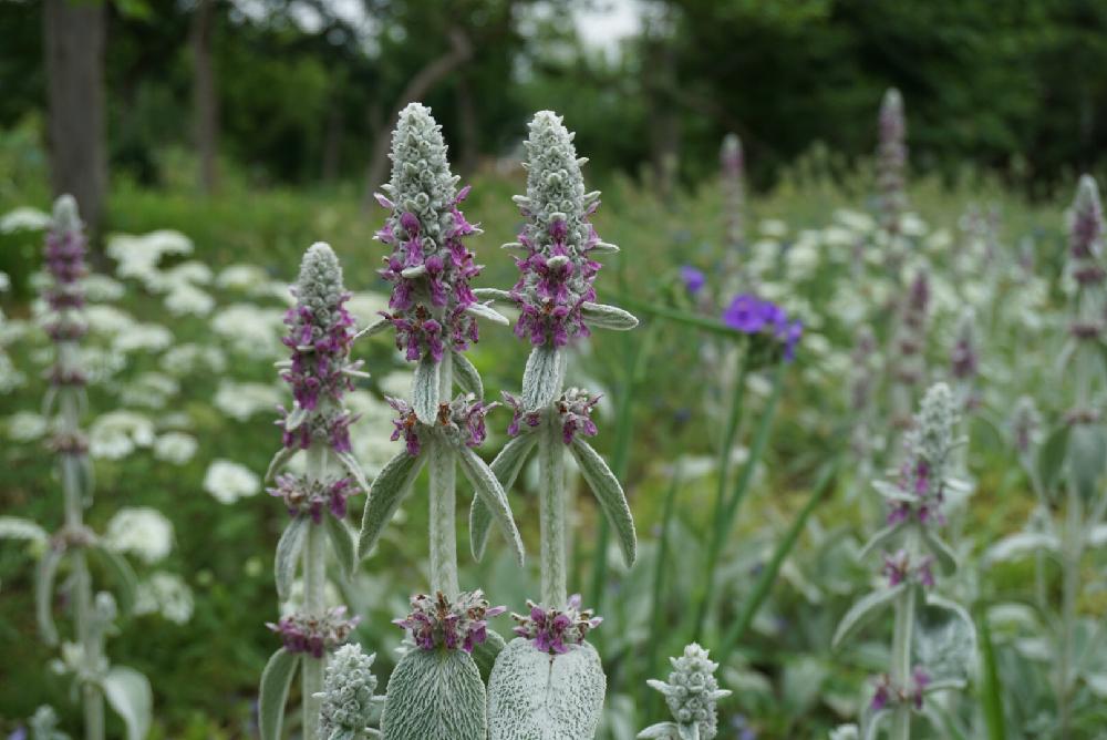 ラムズイヤーの投稿画像 By よっしーさん 18月7月7日 Greensnap グリーンスナップ Greensnap グリーンスナップ