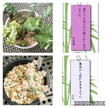 うそこメーカーの投稿画像一覧 Greensnap グリーンスナップ
