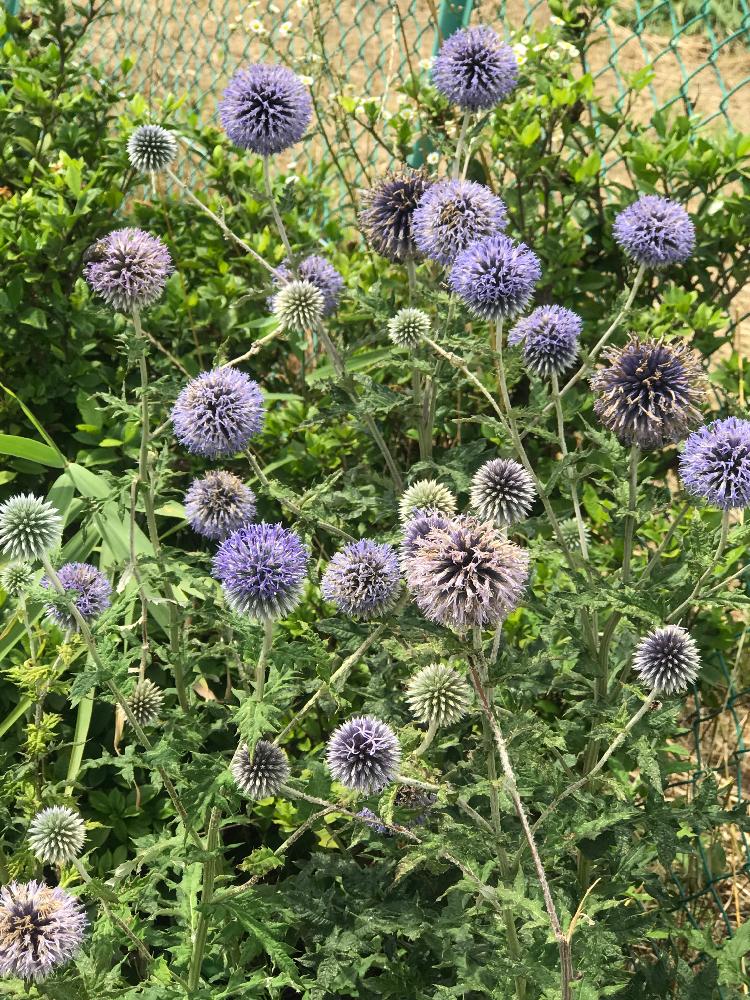 ルリタマアザミの投稿画像 By 猫の散歩道さん 18月7月8日 Greensnap グリーンスナップ