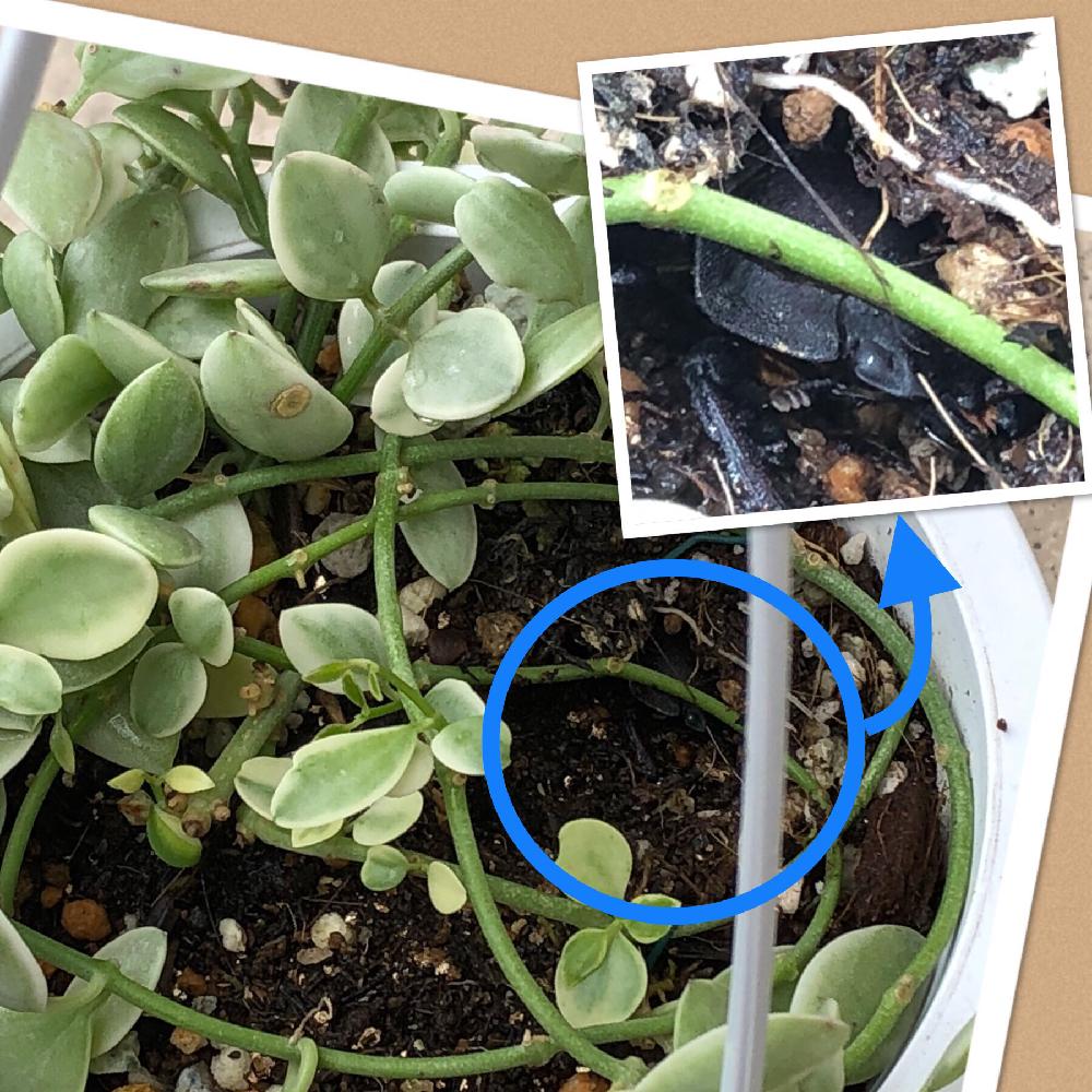 ディスキディア エメラルドの投稿画像 By さびちゃねこさん ディスキディア シュガーエメラルディとコクワガタと蒸し暑いとマイ コレクションと昆虫と植物とボタニカルライフとビックリ とグリーンのある暮らしと南国植物と ディスキディア シュガー エメラルディ