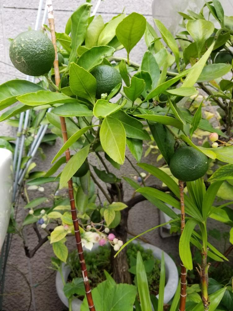 温州みかんの投稿画像 By 種からパッションフルーツさん 緑のある生活と我が家の果物たち 18月7月8日 Greensnap グリーンスナップ