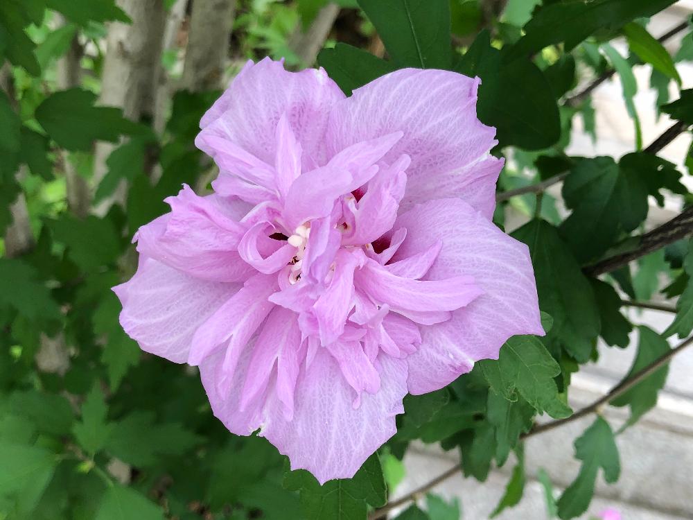 すべての花の画像 最高のムクゲ 八重咲き