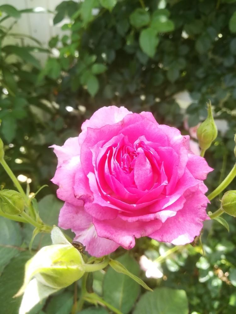 シェエラザードの投稿画像 By Puttinさん 鉢バラとばら バラ 薔薇とバラ シュラブローズとピンクのバラ とマイガーデンと我が家の花壇とガーデニングと花のある暮らしとロサオリエンティスとローズガーデンとロザリアン 18月7月8日 Greensnap グリーンスナップ