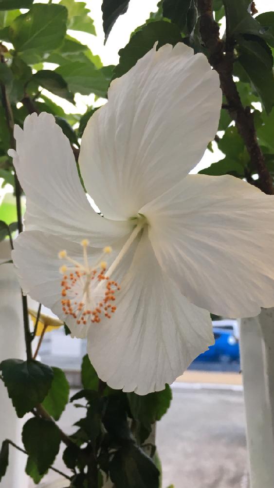 ハイビスカスの投稿画像 By 花が好きさん ハイビスカス ホワイトバタフライといつも笑顔で と白い花好きです と きれいに咲いた コンテストとありがとう と花のある世界 といい感じ と感動 ととても癒される とステキだね とガーデニングと花