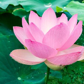 グラデーションの花の投稿画像一覧 Greensnap グリーンスナップ